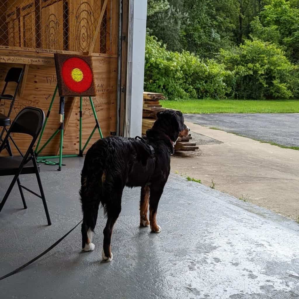 dog looking at an axe throwing target